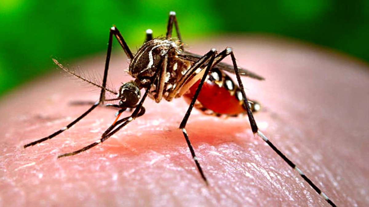 Sivrisinekten COVID-19 Bulaşmayacağı Kanıtlandı