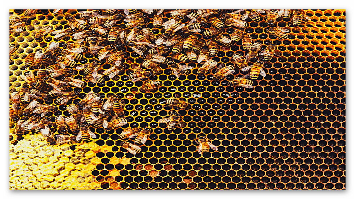 Bilim İnsanları Açıkladı: Arılar Hastalık Riskine Karşı Sosyal Mesafeye Dikkat Ediyor
