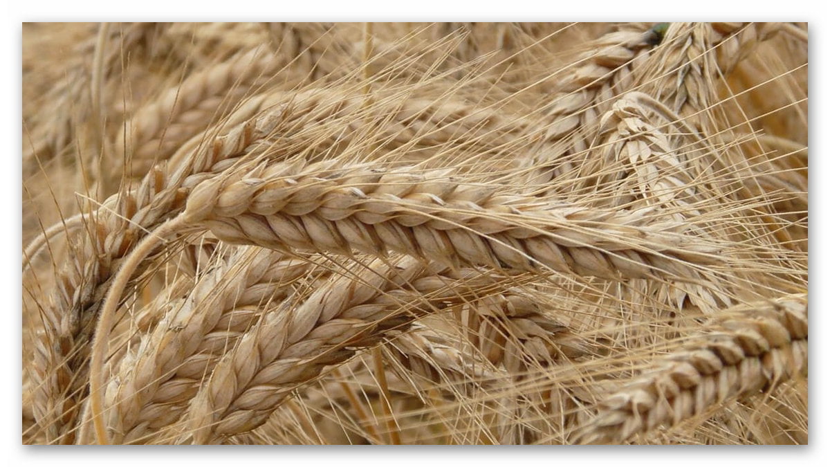 Rusya-Ukrayna Savaşı Ardından Buğday Fiyatlarında Artış