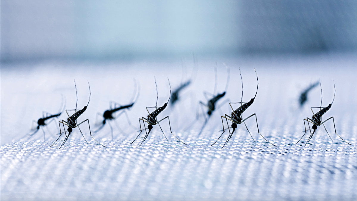 Genetiği Değiştirilen Milyarlarca Sivrisinek Doğaya Salındı
