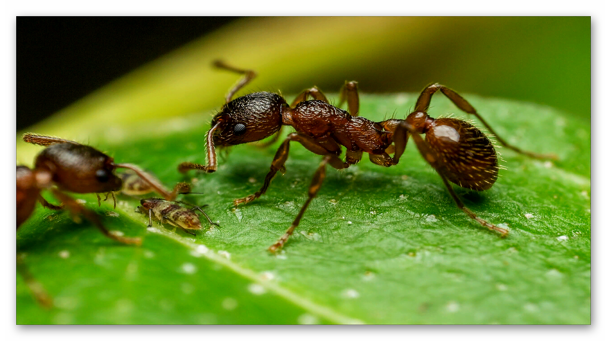 Karıncaların Koklayarak Kanseri Tespit Edebildiği Keşfedildi