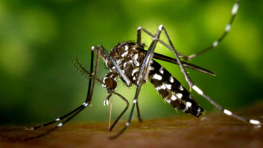 Genetiği değiştirilmiş sivrisinekler doğaya salınmıştı: İlk sonuçları belli oldu