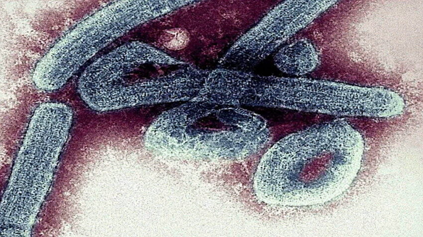 Dünya Sağlık Örgütü, Marburg Virüsüyle İlgili ‘Salgın’ İlan Etti