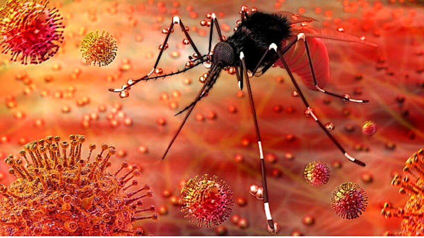 Sivrisineklerin Üremesini Engellemek Mümkün Olabilir
