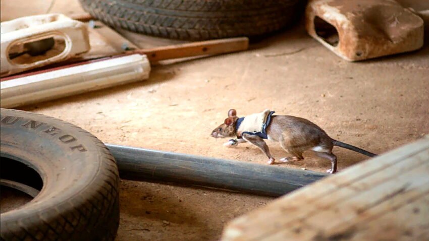Sırt Çantalı Sıçanlar Arama Kurtarmada Kullanılabilir!