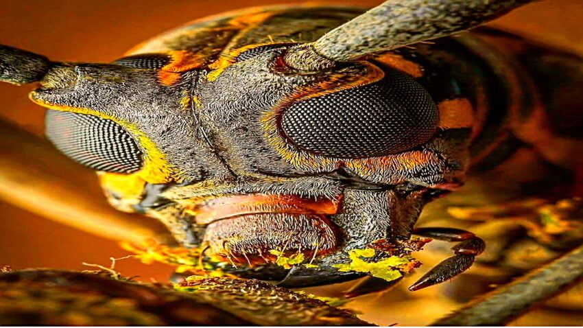 “Alt Tarafı Bir Böcek” Dediğiniz Arılar Hakkında Bilmeniz Gerekenler: Bazı Konularda Sizden Bile Zekiler!