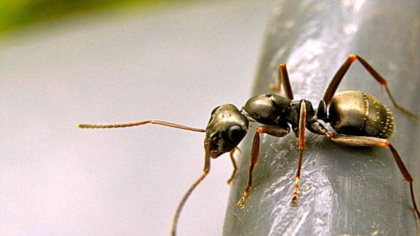 ‘Eğitimli’ Karıncaların Koklayarak Kanseri Tespit Edebildiği Kanıtlandı
