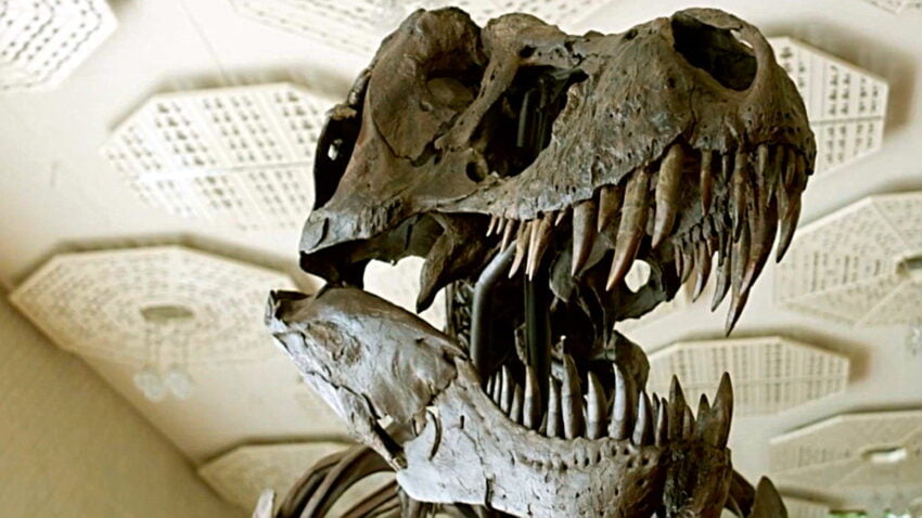 11 Metrelik Dev T-Rex İskeleti, Milyonlarca Dolara Satıldı (Yok Bir Hayalimiz Falan)