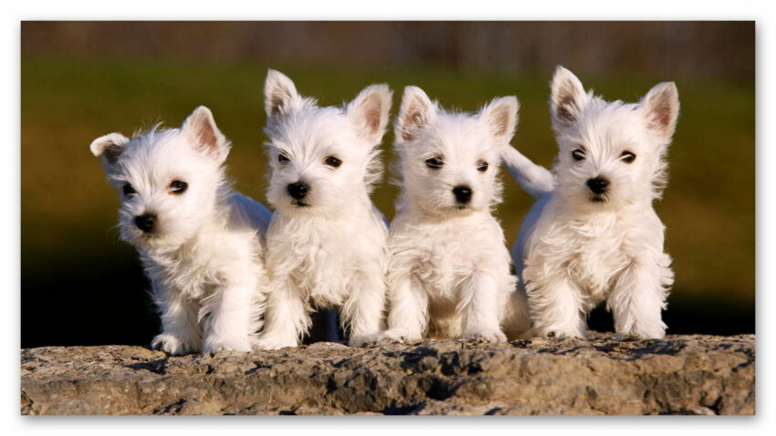 Onlarca Farklı Cinsi ile Yüzlerce Yıldır Bizimle Olan Terrier Köpeklerin 8 İlginç Özelliği