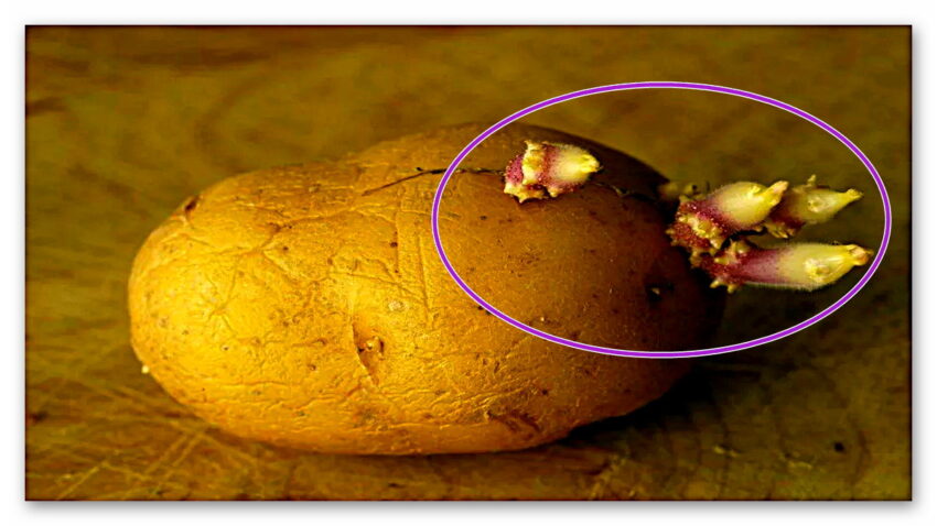 Filizlenmiş Patatesleri Yemeniz Hâlinde Başınıza Gelebilecekleri Öğrenince Bir Daha Dokunmayacaksınız Bile!