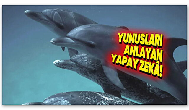 Yunuslarla Konuşan Yapay Zekâ Modelini Google, Duyurdu