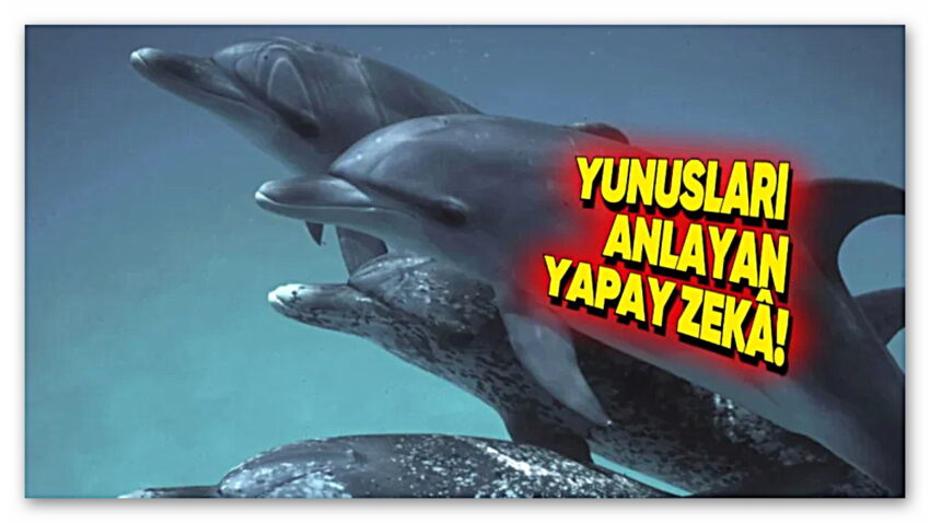 Yunuslarla Konuşan Yapay Zekâ Modelini Google, Duyurdu